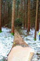 Lindenburschen Neubiberg - Maibaum fällen 30.12.2017 - IMG_3333